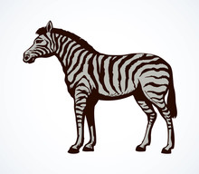 Zebra. Vector Drawing