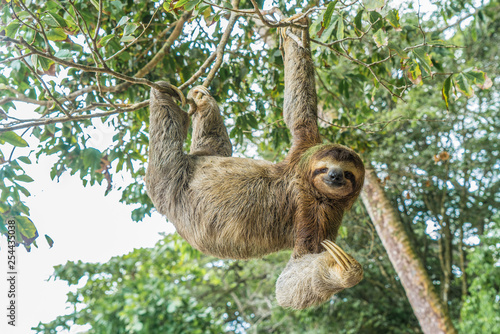 Fotografía Costa Rica sloth hanging tree three-thoed sloth