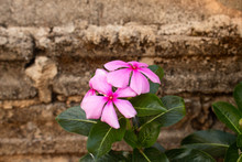 Pink Periwinkle Flower (Catharanthus Roseus) Blossom On Brick Background.