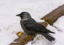 The Bird Is A Jackdaw Eats Crackers Thrown On Her Lawn.