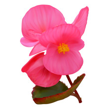 Pink Begonia Flowers