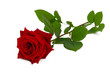 Rote Rose mit Stiel hingelegt
