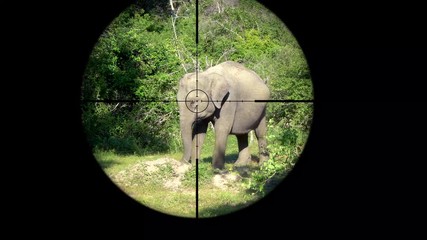 asian elephant (elephas maximus) seen in gun rifle scope. wildlife hunting. poaching endangered, vul