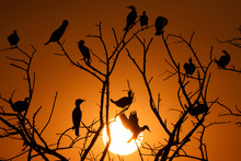 Silhouette Of Birds Sitting In A Tree At Sunset