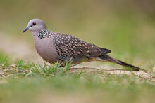 Spotted Dove In India