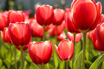 Wall Mural - Fresh red tulip flowers in the garden