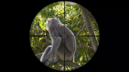 gray langur or hanuman langur monkey (semnopithecus schistaceus) seen in gun rifle scope. wildlife h