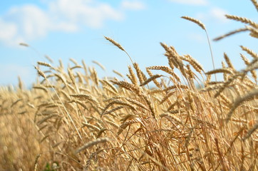 Wheat field. Ears of corn