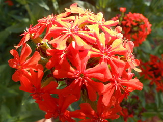 Wall Mural - Red flower of spheric form close-up.