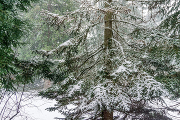 Thick Snow And Trees 2