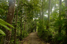 Narrow Path Leading To The Jungle.