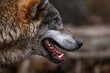Wolf zeigt Zähne