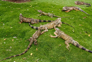 Iguanas in Seminario Park, known as Iguanas Park, Guayaquil, Guayas Province, Ecuador