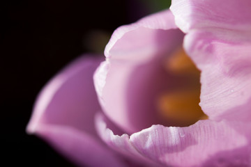 Beautiful bouquet of many small violet tulips Tulipa for celebration. Macro.