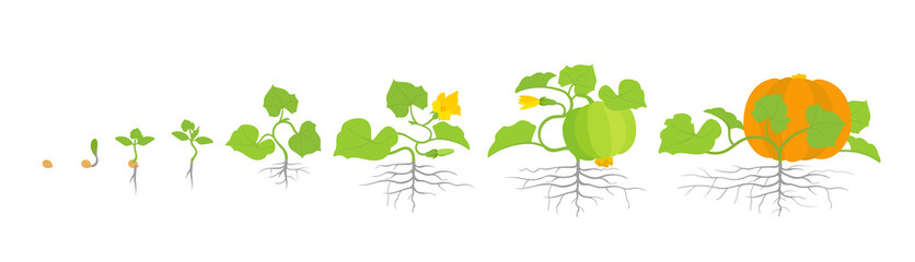 Wall Mural - Growth stages of pumpkin plant. Vector illustration. Cucurbita cucurbitaceae. Pumpkin life cycle. On white background.