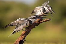 Two Pied Kingfishers Perched  On A Branch