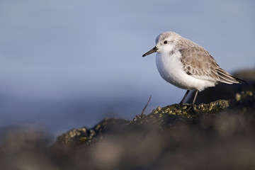 Wall Mural - A resting sanderling (Calidris alba) perched on a rock along the Dutch coast in the winter at the North Sea. The bird is on stopover in winter plumage.