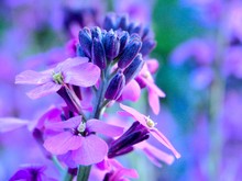 Selective Focus Photography Of Purple-petaled Flowers
