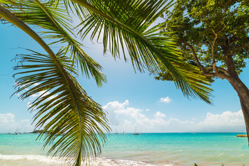 Palm tree by La Datcha turquoise sea in Guadeloupe