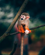 © ali sulemanji/Scopio - primate on tree
