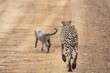 A cheetah with its cub running along the road