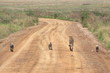 A cheetah with three cubs walking along an African road