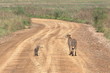 A cheetah with a cub standing on a road and looking back