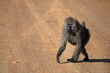 A baboon running across the road