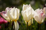 Fototapeta Tulipany - tulipany białe