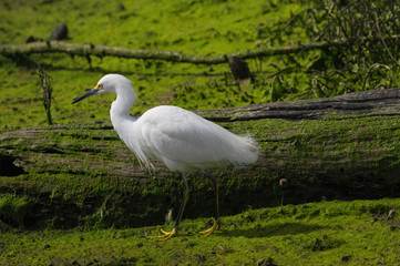 Wall Mural - Image of a Little Egret, Egretta garzetta.