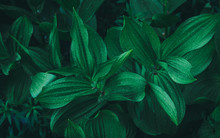 Green Leaf Plant