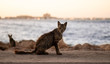 © amr attia/Scopio - brown tabby cat sitting on ground