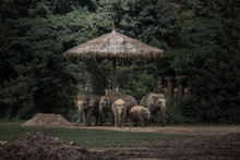 Low Light Photography Of Five Elephants Under Gray Hut
