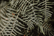 Close-up Photo Of Green Fern Plant