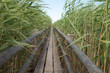 © Reinis Freilibs/Scopio - photo of wooden pathway between tall grasses
