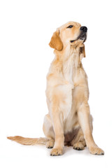 Six months old golden retriever dog sitting isolated on white background