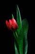 Rosa na tulipanie