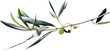 Gałązka oliwna