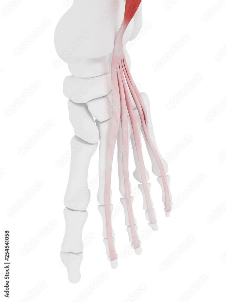 3d rendered medically accurate illustration of the Extensor Digitorum ...