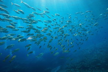 School Of Fish Sea Breams Underwater In The Mediterranean, Port-Cros, Cote D'Azur, France