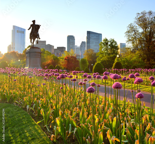 Boston Public Garden At Sunrise Purple Allium Flowers Washington