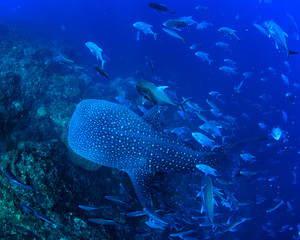 Wall Mural - Whale Shark swims over coral reef 