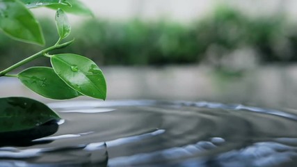 Wall Mural - fresh green leaf with water drop over the water , nature leaf branch relaxation with water ripple dr