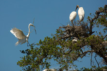 Great Egret Flying With Nesting Material At A Florida Swamp.