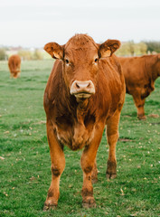 Vache limousin qui regarde face à la caméra dans un champs