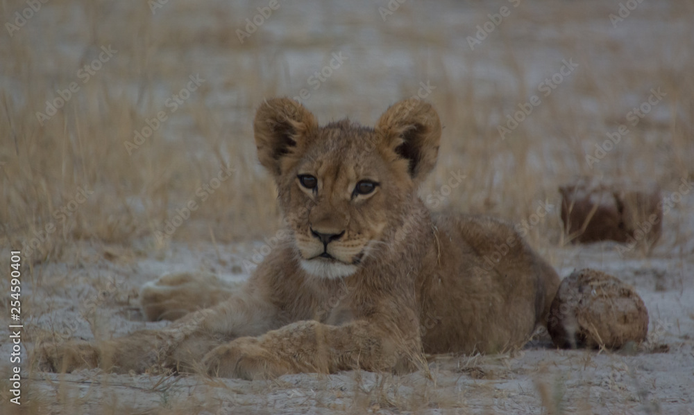 Löwin in der Savanne vom in Zimbabwe, Südafrika	 - obrazy, fototapety, plakaty 