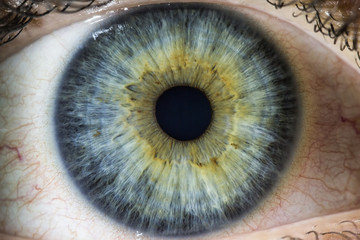 iris