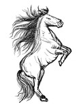 Fototapeta Konie - horse hand drawn illustration,art design