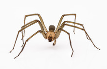 Brown Recluse