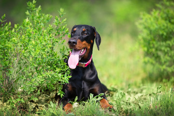 Wall Mural - Black doberman lay in spring field in park